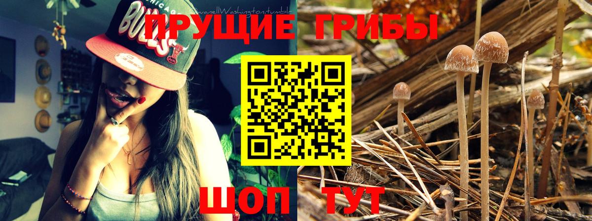 Александров  Псилоцибиновые грибы мухоморы  Вход с VPN 
